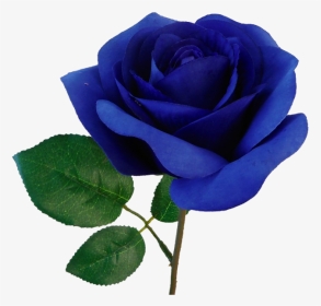 Blue Rose, HD Png Download, Transparent PNG
