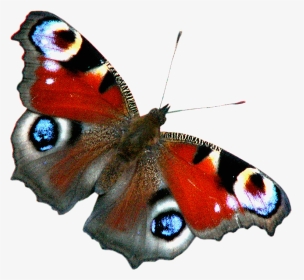 Transparent Peacock Butterfly, HD Png Download, Transparent PNG