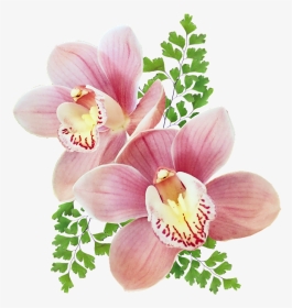 Orchids Of The Philippines, HD Png Download, Transparent PNG