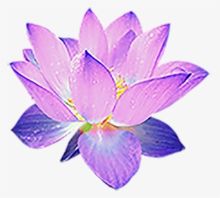 Sacred Lotus, HD Png Download, Transparent PNG
