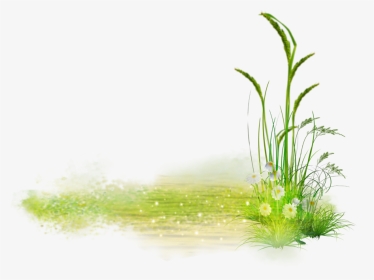 #grass #flower #green #whiteflower - Sweet Grass, HD Png Download, Transparent PNG