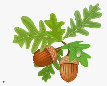 Oak Leaves Acorn Clipart, HD Png Download, Transparent PNG