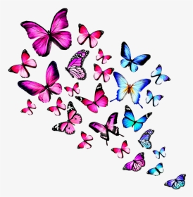 #colourful Butterfly - Butterflies Images With White Background, HD Png Download, Transparent PNG