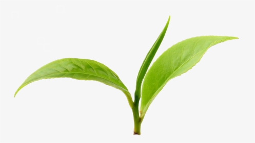 Lingonberry 2 - Green Tea Leaves Png, Transparent Png, Transparent PNG