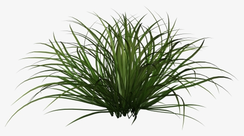 Grass Shrub Png , Png Download - Ornamental Grass Plants Png, Transparent Png, Transparent PNG