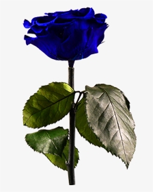 Midnight Blue      Data Rimg Lazy   Data Rimg Scale - Blue Rose, HD Png Download, Transparent PNG