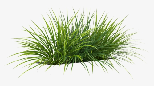 Grass Png By Gareng - Sweet Grass, Transparent Png, Transparent PNG