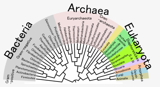 Phylogenetic Tree Of Life, HD Png Download, Transparent PNG