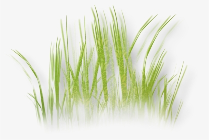 Herbaceous Plant Grass Clip Art - Clip Art, HD Png Download, Transparent PNG