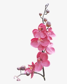 Orchid Flower Frame Png, Transparent Png, Transparent PNG