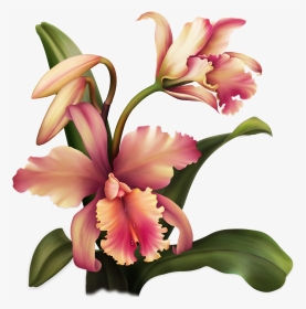 Aloha Orchid Special Flowers, Painted Flowers, Rubrics, - Цветы Png, Transparent Png, Transparent PNG