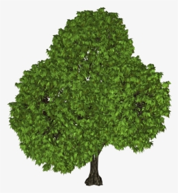 Tree Clip Art - Transparent Top Of A Tree, HD Png Download, Transparent PNG