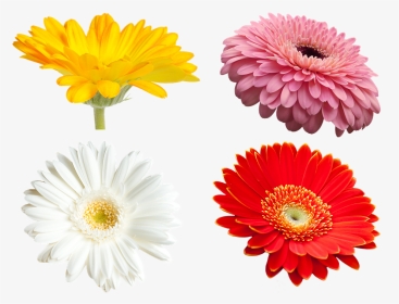 Daisy Yellow Flowers Png, Transparent Png, Transparent PNG