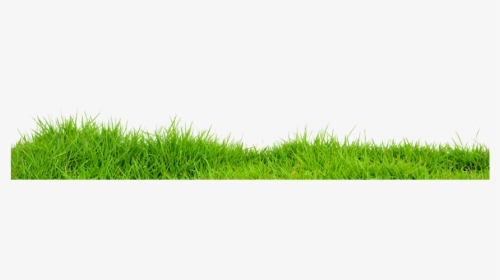 #grass - Lawn, HD Png Download, Transparent PNG