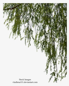 Willow Branches Png, Transparent Png, Transparent PNG