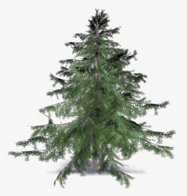 Christmas Tree, Hd Png Download - Cedrus Brevifolia, Transparent Png, Transparent PNG