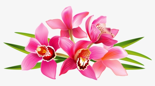 Orchids Drawing Colored Pencil, HD Png Download, Transparent PNG