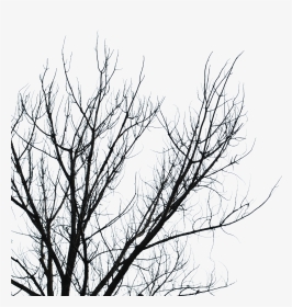 Dead Tree Branches Transparent , Png Download - Tree Branch Dead Transparent, Png Download, Transparent PNG