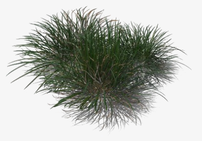 Green Beach Grass Png Transparent Image - Non-vascular Land Plant, Png Download, Transparent PNG