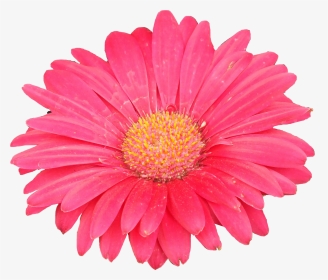 Clipart Of Aster Flower, HD Png Download, Transparent PNG