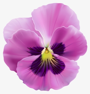 Purple Pansy Flower Png, Transparent Png, Transparent PNG