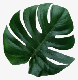 #leaf - Aesthetic Leave, HD Png Download , Transparent Png Image - PNGitem