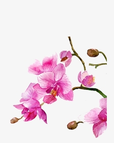 Drawing Watercolour Flowers, HD Png Download, Transparent PNG