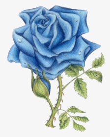 Blue Rose By Ded - Blue Rose Images With Transparent Background, HD Png Download, Transparent PNG
