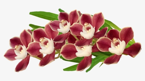 Cooktown Orchid, HD Png Download, Transparent PNG