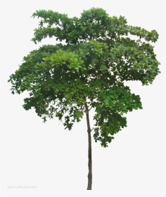 Tree Planting - - - Transparent Small Tree Png, Png Download, Transparent PNG
