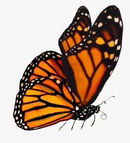 Monarch Butterfly April Empowered Light Holistic Expo - Transparent Background Monarch Butterfly Png, Png Download, Transparent PNG