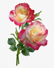 Roses Flowers Stems - Roses On Stem Transparent, HD Png Download, Transparent PNG