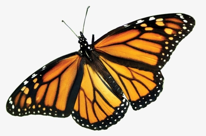 Transparent Butterfly Png - Monarch Butterfly Transparent Background, Png Download, Transparent PNG