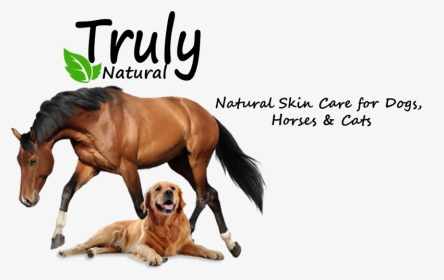 Truly Natural Ointment - Stallion, HD Png Download, Transparent PNG