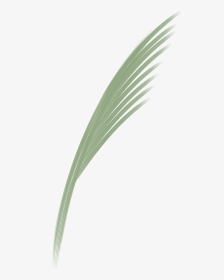 Sweet Grass , Png Download - Pond Pine, Transparent Png, Transparent PNG