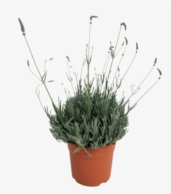 Flowerpot , Png Download - Dianthus, Transparent Png, Transparent PNG
