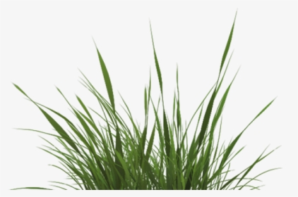 Drawn Texture Grass - Transparent Grass Png Texture, Png Download, Transparent PNG