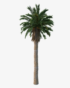 Date Palm, HD Png Download, Transparent PNG
