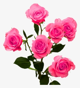 Order Hot Pink Spray Roses - Garden Roses, HD Png Download, Transparent PNG
