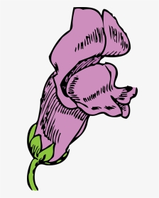 Clipart Snapdragon Flower Drawing, HD Png Download, Transparent PNG