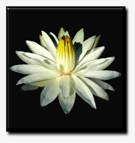 White Lotus Flower, HD Png Download, Transparent PNG