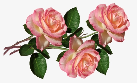 Розовая Роза Пнг, HD Png Download, Transparent PNG