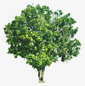 Transparent Tree - Mango Tree Transparent Background, HD Png Download, Transparent PNG