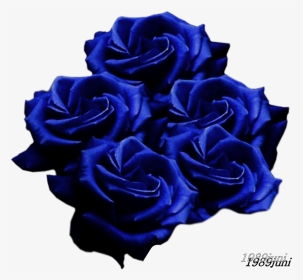 Black Rose, HD Png Download, Transparent PNG