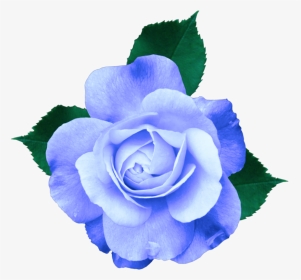 #mq #blue #rose #roses #flowers - Transparent Background Purple Flower Transparent, HD Png Download, Transparent PNG