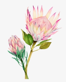 Pink King Protea Flower Watercolour, HD Png Download, Transparent PNG