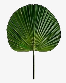 #png #overlay #transparent #sticker #plant #leaf #green - Fan Palm Leaf Artificial, Png Download, Transparent PNG