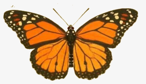#orange #aesthetic #butterfly #wings #monarch #freetoedit - Monarch Butterfly Scientific Drawing, HD Png Download, Transparent PNG