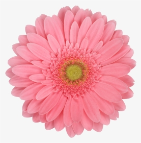 Daisy In White Background, HD Png Download, Transparent PNG