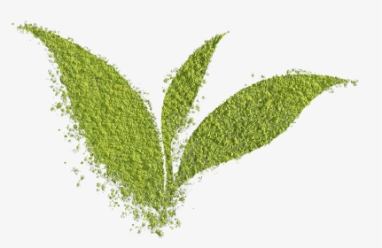 Matcha Powder Leaf - Grass, HD Png Download, Transparent PNG